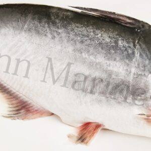 Patin 鱼